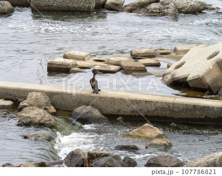 魚道で魚を狙う川鵜 107786821