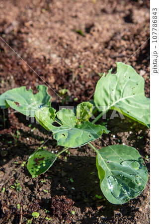 秋植えキャベツの生育 秋植えキャベツの生育 107786843