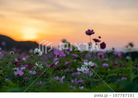 秋の花コスモスが咲き誇る夕暮れに映える色とりどりの秋桜 秋の花コスモスが咲き誇る夕暮れに映える色とりどりの秋桜 107787181