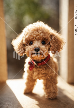 歓迎するトイプードル 107787520