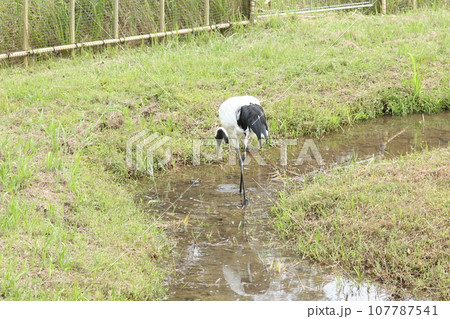 タンチョウツル 107787541
