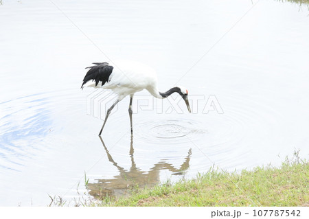 タンチョウツル タンチョウツル 107787542