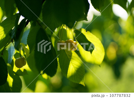 Yellow cherry berries ripen on a tree in the summer garden Yellow cherry berries ripen on a tree in the summer garden 107787832