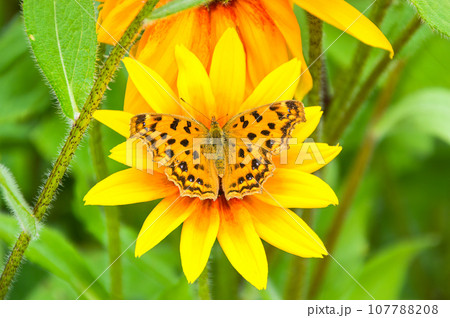 Polygonia c-album, the comma butterfly on Rudbeckia hirta flower. Russian Far East. Polygonia c-album, the comma butterfly on Rudbeckia hirta flower. Russian Far East. 107788208