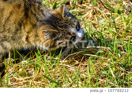 Smooth tabby cat eating and chewing grass for treatment Selective focus Smooth tabby cat eating and chewing grass for treatment Selective focus 107788212
