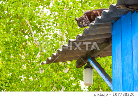 Dark gray cat hunting a bird from the roof with streetlight of the house 107788220
