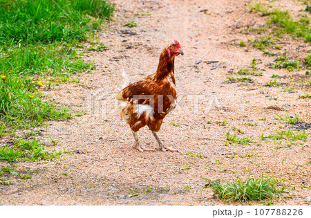 Little thin chicken standing on the road in the village 107788226