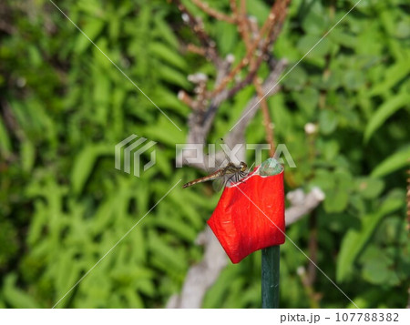 トンボが支柱にとまっている トンボが支柱にとまっている 107788382