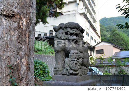 福島県会津若松市のパワースポット　羽黒山湯上神社の大樅の木と狛犬 107788492