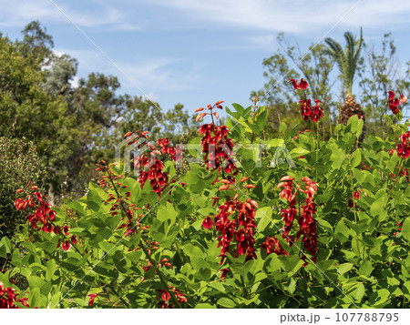 鮮やかな赤色のアメリカデイゴの花 107788795