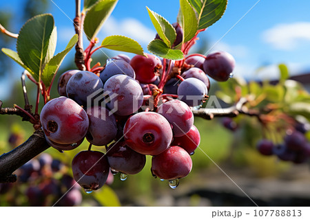 Saskatoon berry on a tree, photo realistic, 4K resolution , AI generated 107788813