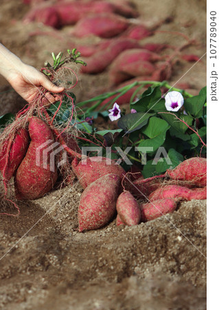 Sweet potato field during fall harvest, fresh and delicious sweet potatoes, sweet potato flowers and sweet potato shoots dug out of the soil Sweet potato field during fall harvest, fresh and delicious sweet potatoes, sweet potato flowers and sweet potato shoots dug out of the soil 107789040