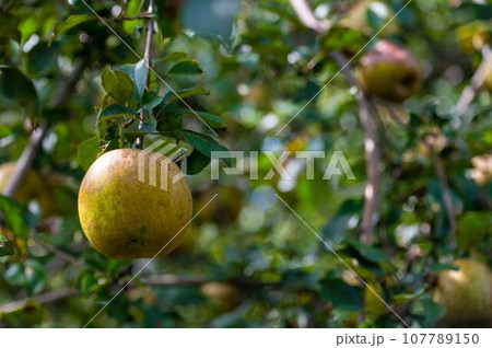 Off center organic Golden Russet apple hanging on lush orchard tree 107789150