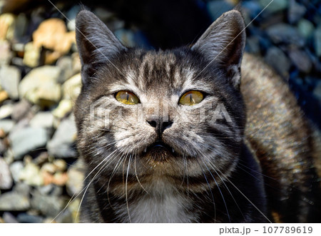Portrait of 1 year old black cat with gray stripes and yellow eyes 107789619