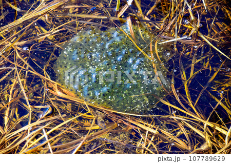 Frog caviar underwater in a swamp. spring time Frog caviar underwater in a swamp. spring time 107789629