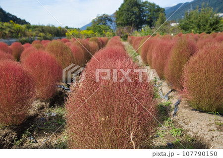 紅葉したコキア 107790150