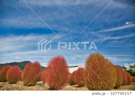 紅葉したコキア 107790157