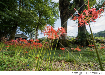 日本書紀に出てくる景行天皇が美濃を行幸の際の弟姫（おとひめ）伝説の地　泳宮（くくりのみや）の景色 107790172