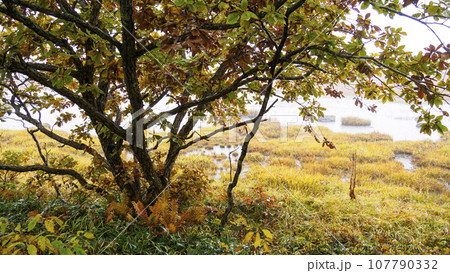 晩秋の草紅葉の霧ヶ峰の八島湿原 晩秋の草紅葉の霧ヶ峰の八島湿原 107790332