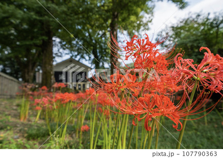 日本書紀に出てくる景行天皇が美濃を行幸の際の弟姫(おとひめ)伝説の地 泳宮(くくりのみや)の景色 日本書紀に出てくる景行天皇が美濃を行幸の際の弟姫(おとひめ)伝説の地 泳宮(くくりのみや)の景色 107790363
