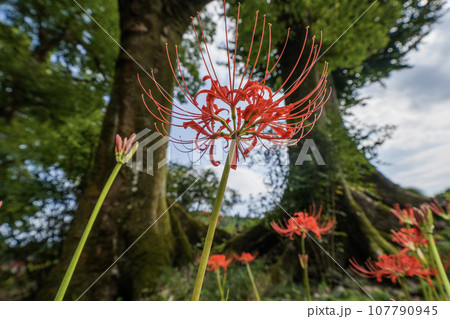 日本書紀に出てくる景行天皇が美濃を行幸の際の弟姫（おとひめ）伝説の地　泳宮（くくりのみや）の景色 107790945