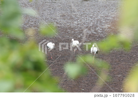 コウノトリ 107791028