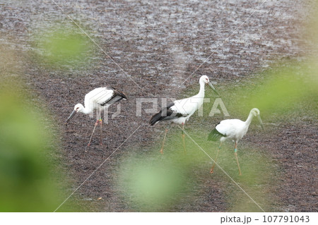 コウノトリ 107791043