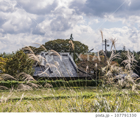 奈良県御所市橋本院ススキのある風景 奈良県御所市橋本院ススキのある風景 107791330