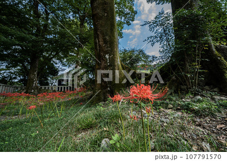 日本書紀に出てくる景行天皇が美濃に行幸の際の弟姫(おとひめ)伝説の地 泳宮(くくりのみや)の景色 日本書紀に出てくる景行天皇が美濃に行幸の際の弟姫(おとひめ)伝説の地 泳宮(くくりのみや)の景色 107791570