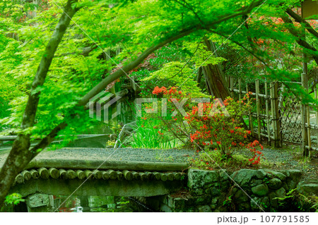 京都市右京区の初夏の日差し優しい梅宮大社の庭園を撮影 107791585