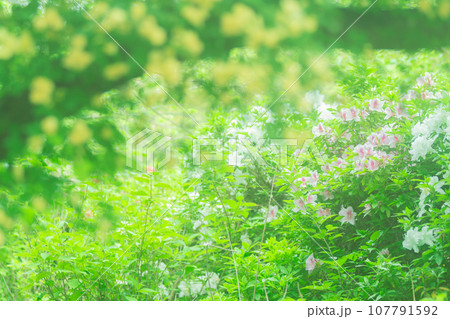 京都市右京区の初夏の日差し優しい梅宮大社の庭園を撮影 107791592