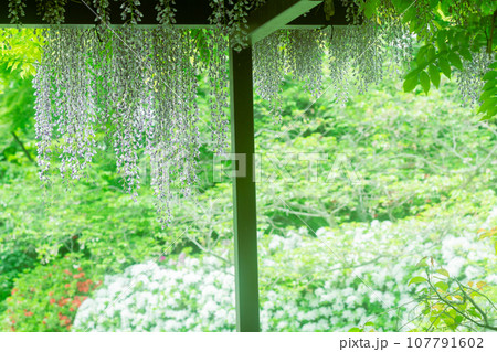 京都市右京区の初夏の日差し優しい梅宮大社の庭園を撮影 京都市右京区の初夏の日差し優しい梅宮大社の庭園を撮影 107791602