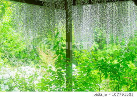 京都市右京区の初夏の日差し優しい梅宮大社の庭園を撮影 京都市右京区の初夏の日差し優しい梅宮大社の庭園を撮影 107791603