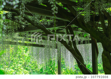 京都市右京区の初夏の日差し優しい梅宮大社の庭園を撮影 京都市右京区の初夏の日差し優しい梅宮大社の庭園を撮影 107791608