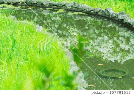 京都市右京区の初夏の日差し優しい梅宮大社の庭園を撮影 107791613