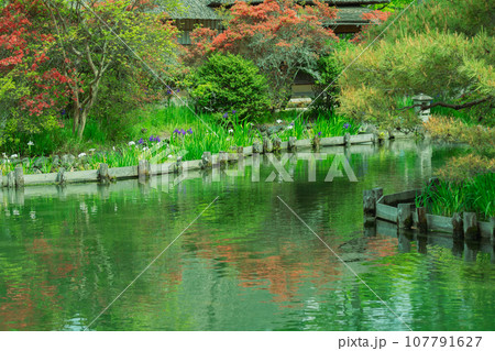 京都市右京区の初夏の日差し優しい梅宮大社の庭園を撮影 京都市右京区の初夏の日差し優しい梅宮大社の庭園を撮影 107791627