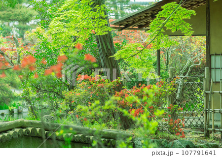 京都市右京区の初夏の日差し優しい梅宮大社の庭園を撮影 107791641