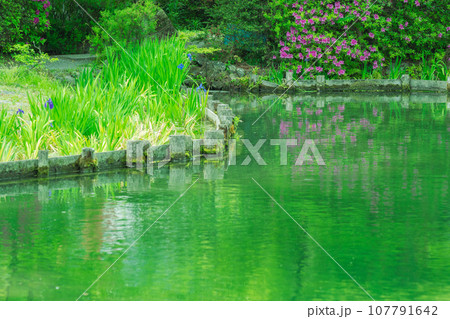 京都市右京区の初夏の日差し優しい梅宮大社の庭園を撮影 107791642