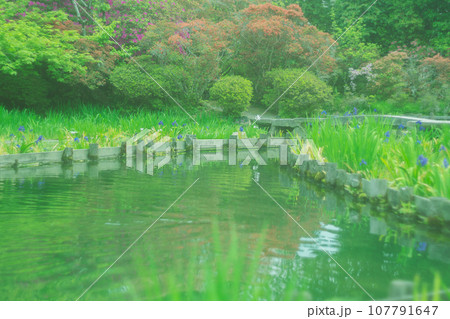 京都市右京区の初夏の日差し優しい梅宮大社の庭園を撮影 107791647