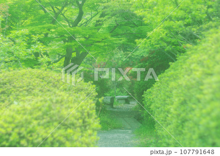 京都市右京区の初夏の日差し優しい梅宮大社の庭園を撮影 京都市右京区の初夏の日差し優しい梅宮大社の庭園を撮影 107791648