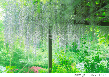 京都市右京区の初夏の日差し優しい梅宮大社の庭園を撮影 107791652