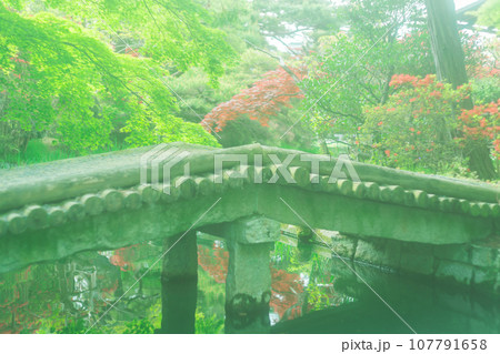 京都市右京区の初夏の日差し優しい梅宮大社の庭園を撮影 京都市右京区の初夏の日差し優しい梅宮大社の庭園を撮影 107791658
