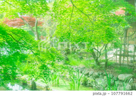京都市右京区の初夏の日差し優しい梅宮大社の庭園を撮影 京都市右京区の初夏の日差し優しい梅宮大社の庭園を撮影 107791662
