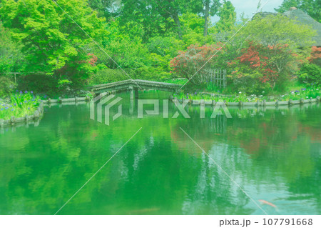 京都市右京区の初夏の日差し優しい梅宮大社の庭園を撮影 京都市右京区の初夏の日差し優しい梅宮大社の庭園を撮影 107791668