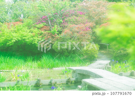 京都市右京区の初夏の日差し優しい梅宮大社の庭園を撮影 京都市右京区の初夏の日差し優しい梅宮大社の庭園を撮影 107791670