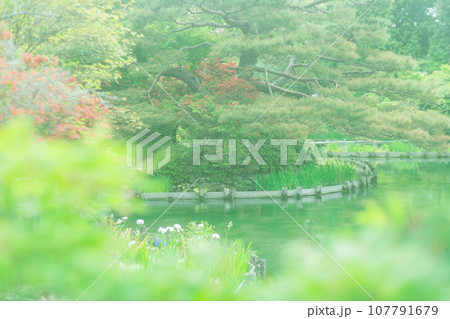 京都市右京区の初夏の日差し優しい梅宮大社の庭園を撮影 京都市右京区の初夏の日差し優しい梅宮大社の庭園を撮影 107791679