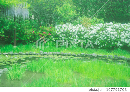 京都市右京区の初夏の日差し優しい梅宮大社の庭園を撮影 京都市右京区の初夏の日差し優しい梅宮大社の庭園を撮影 107791708