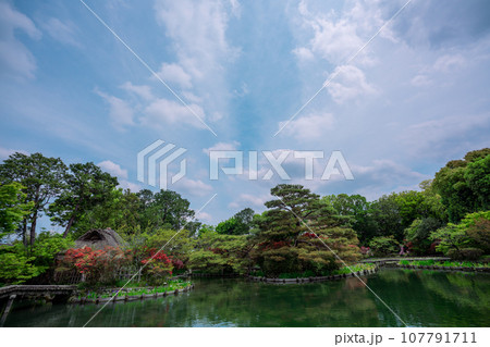 京都市右京区の初夏の日差し優しい梅宮大社の庭園を撮影 京都市右京区の初夏の日差し優しい梅宮大社の庭園を撮影 107791711