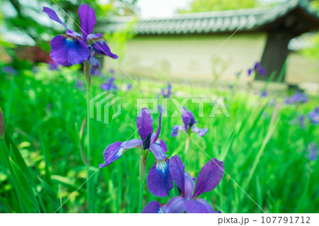 京都市右京区の初夏の日差し優しい梅宮大社の庭園を撮影 京都市右京区の初夏の日差し優しい梅宮大社の庭園を撮影 107791712