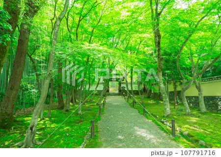 京都市右京区の初夏の日差し優しい梅宮大社の庭園を撮影 京都市右京区の初夏の日差し優しい梅宮大社の庭園を撮影 107791716